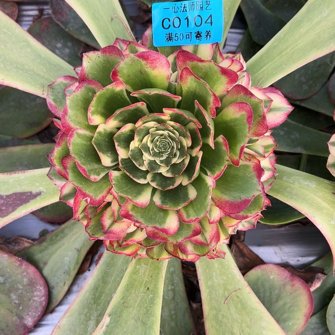 心***佛104新品、多肉植物