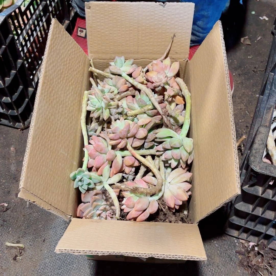 略淡雪断头断枝无售后58。