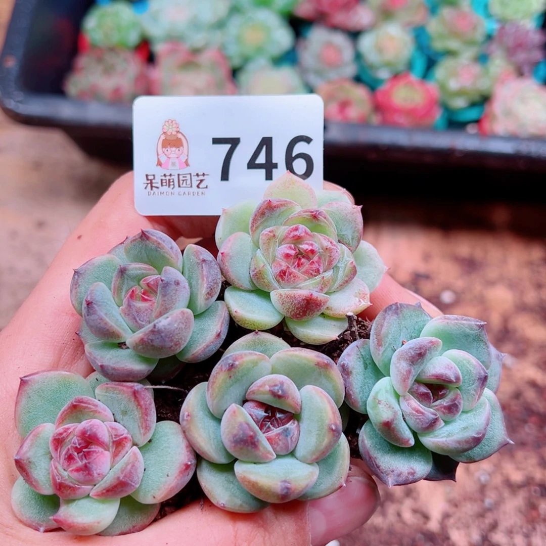 多肉植物多肉植物