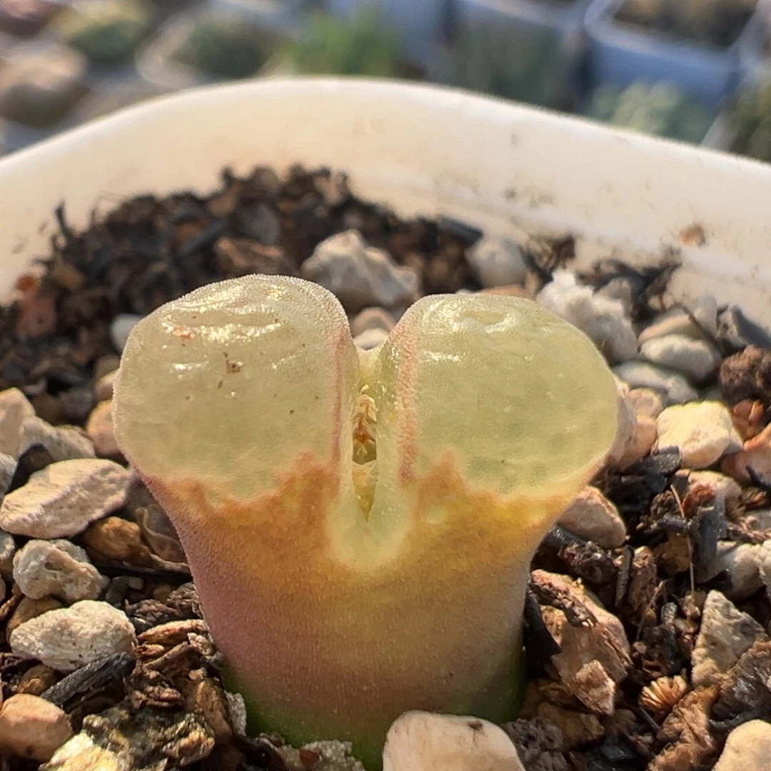 111多肉百科百科知识