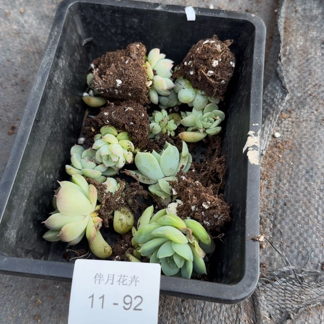 情*多肉杂交一物一拍11-92