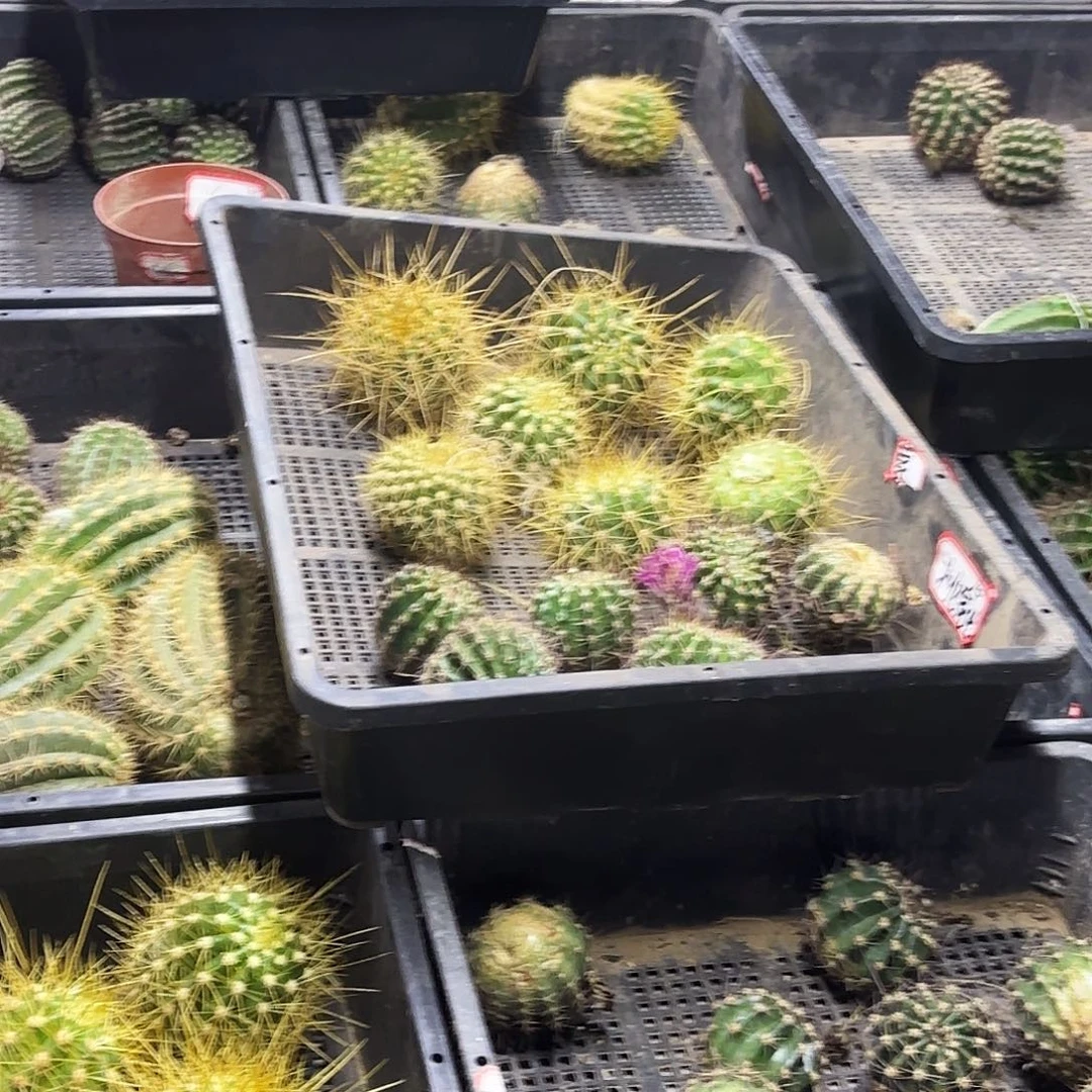 10品混侧牙20包邮仙人球瑕疵