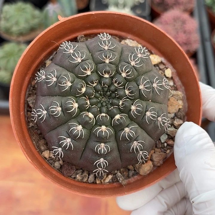 白刺瑞昌玉仙人球12