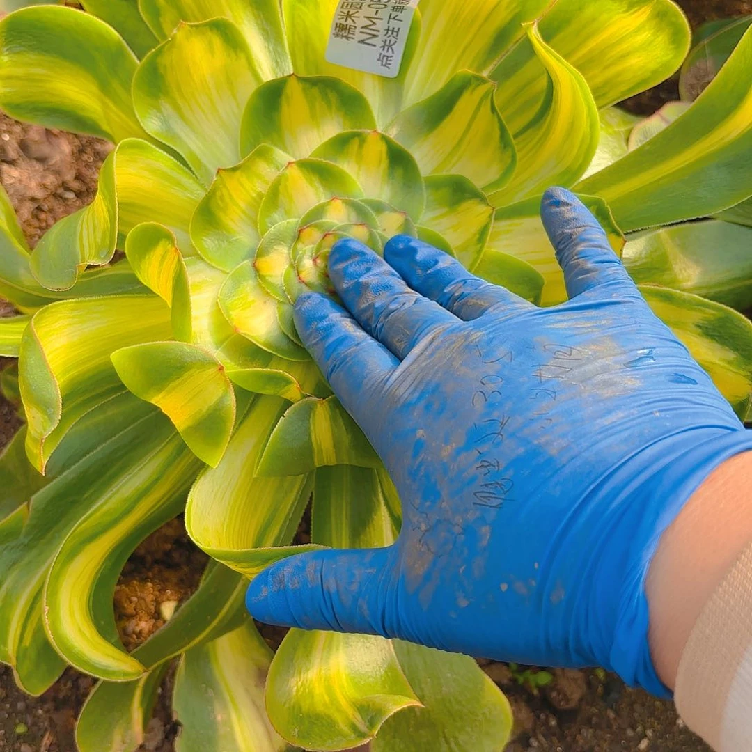 暴君多肉植物56园艺