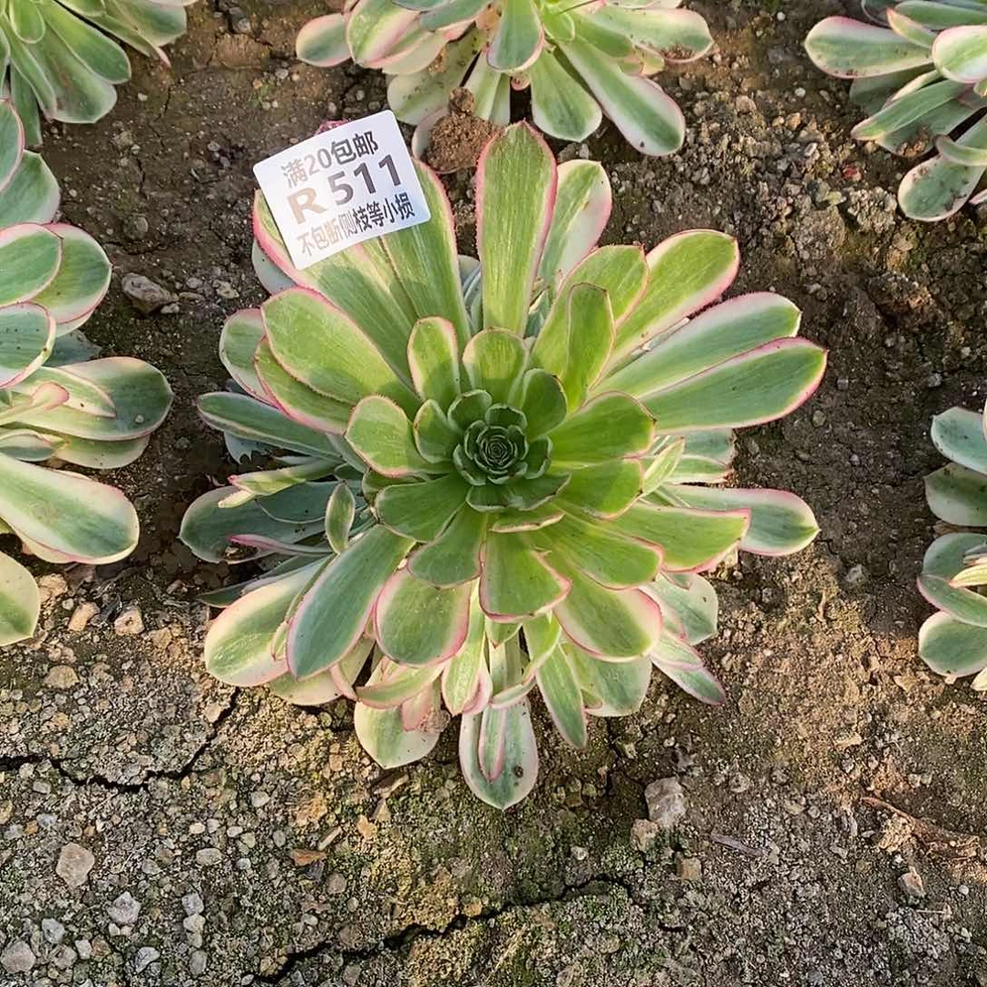 511倾城之恋多肉法师锦