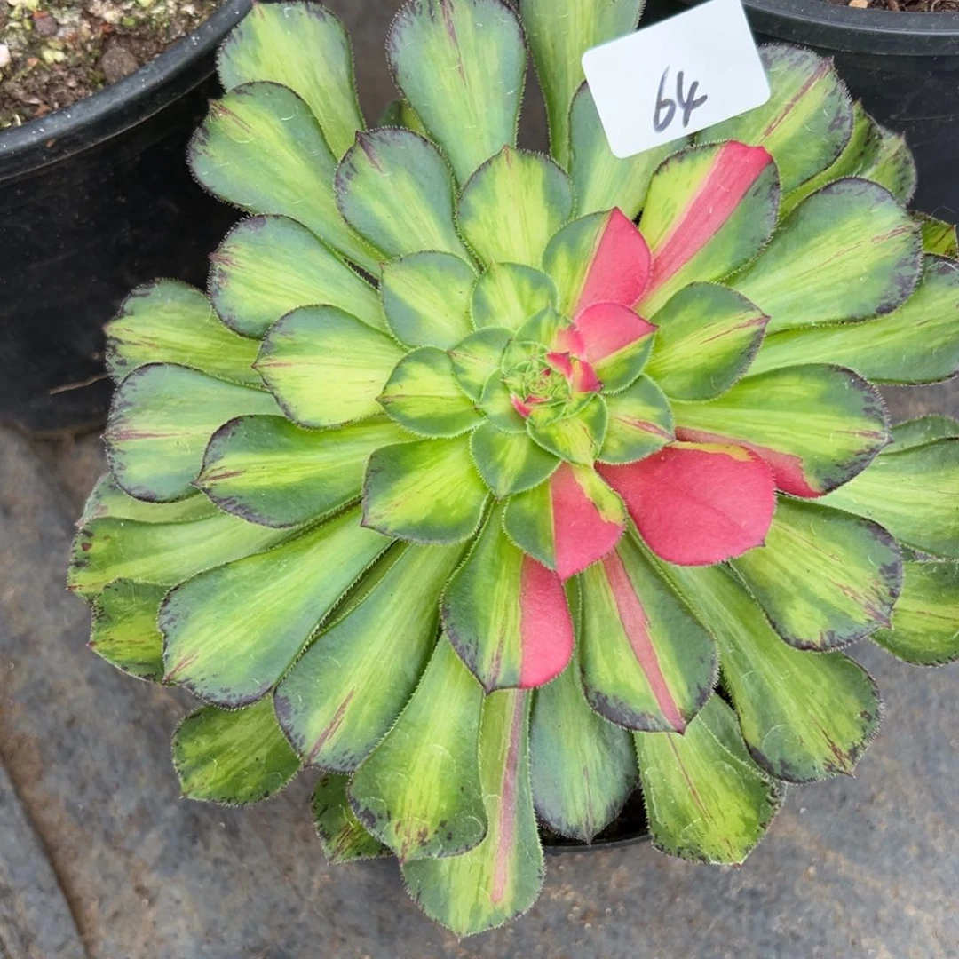 64知否多肉植物系