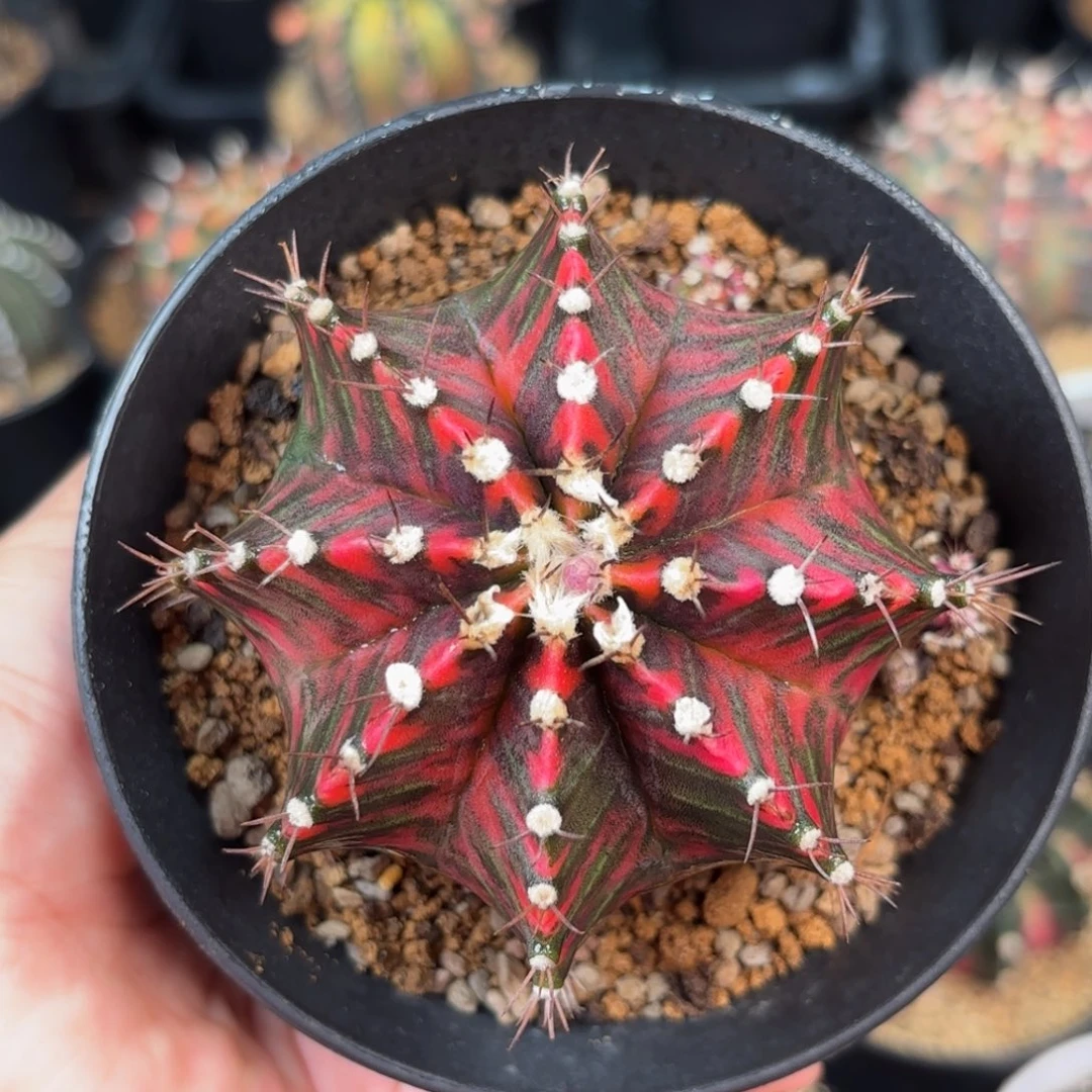 系米哈仙人球实生母本121