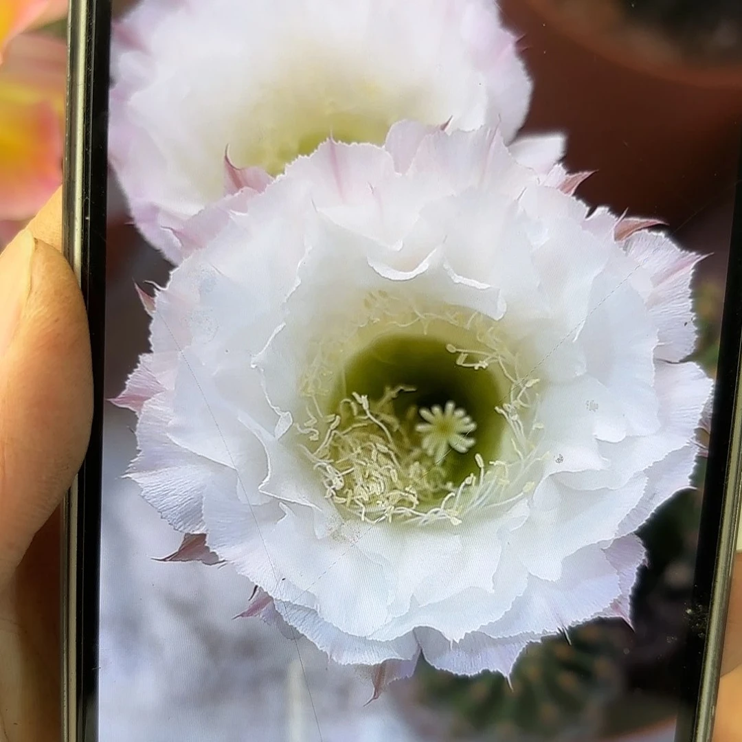 彩草28号5.5_6公分左右