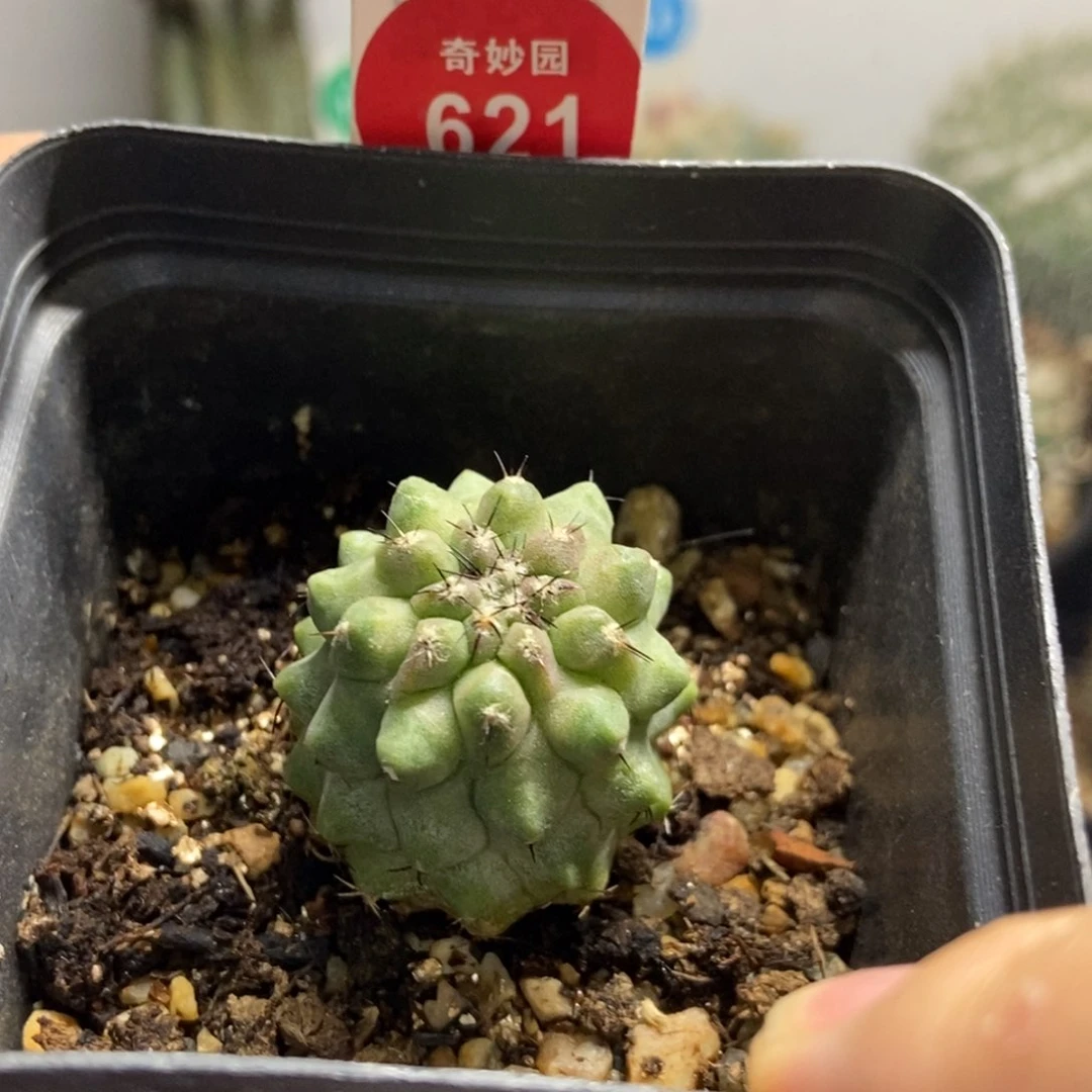 自根龙爪球上腊松风玉2.8cm