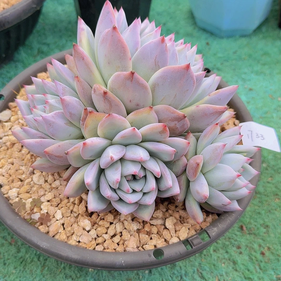 1733北极熊多肉植物