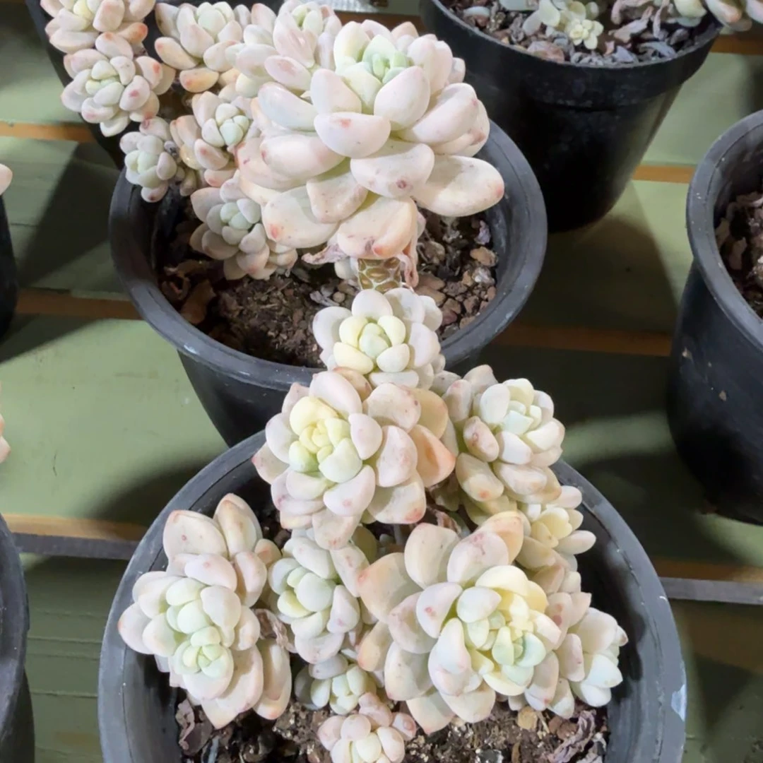 劳尔锦，锦上园艺量拍