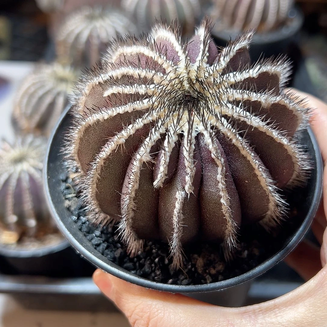 自根自刺紫皮尤伯球7公分老皮