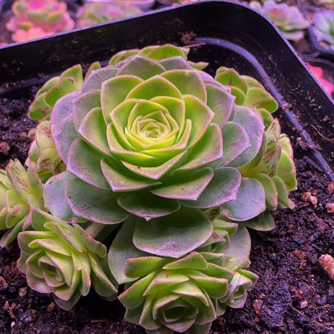花未央捧花1313435356867353