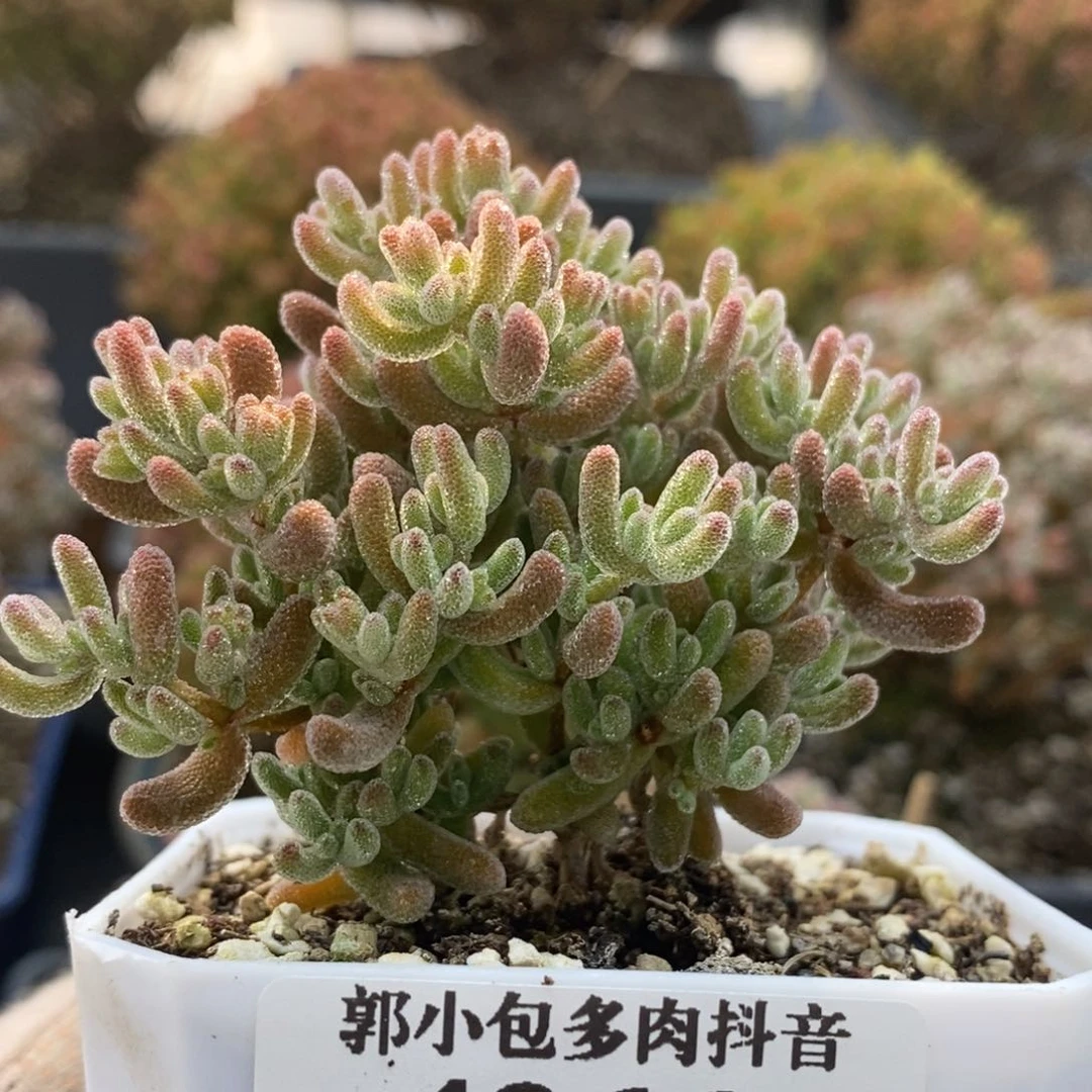 田****螂冰橙杂4366枝干番杏