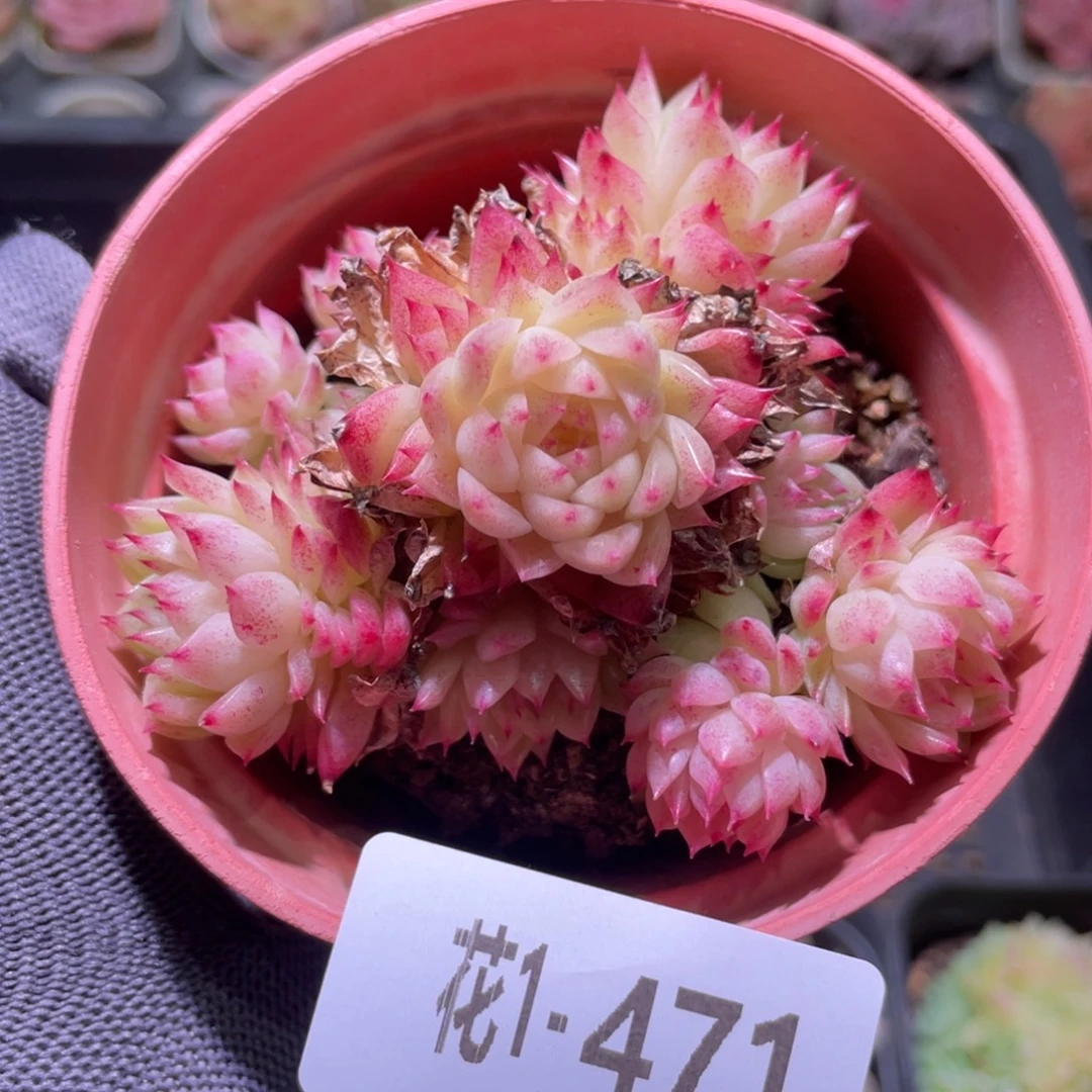 花利美1-471麦秆群