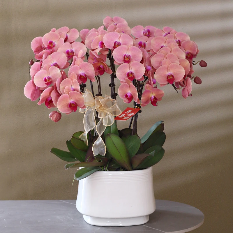 【欣欣向荣】复古粉大花型蝴蝶兰带花带盆组好发货乔迁送礼前台