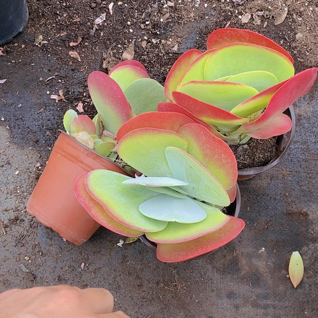 唐印精控三盆多肉