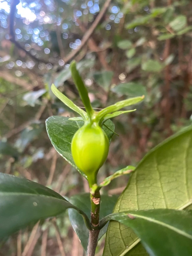 栀子花盆景适合办公室茶台茶几