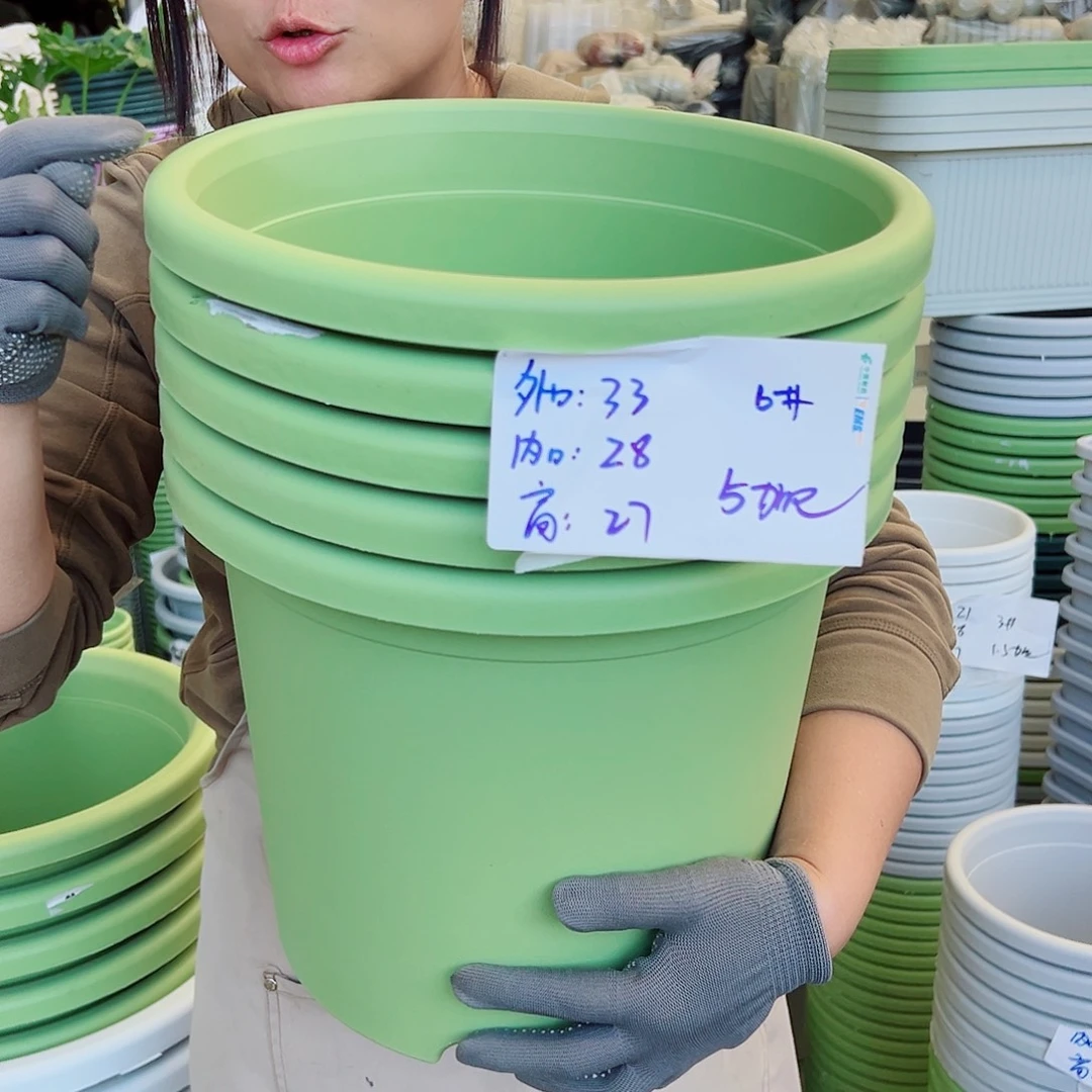 四季盆6#果绿色5个无托