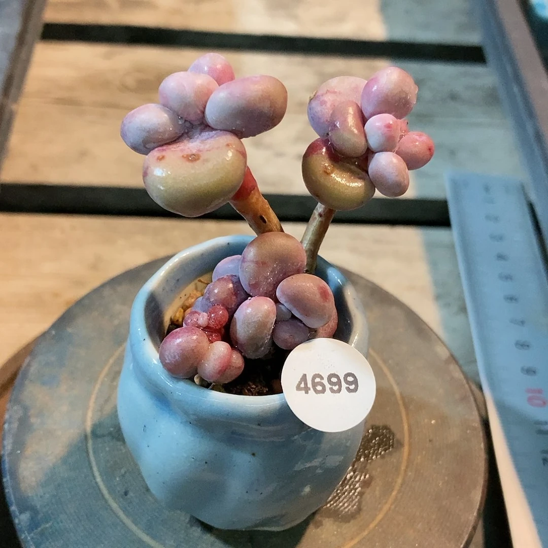 4699糖果腰子蛋带盆土