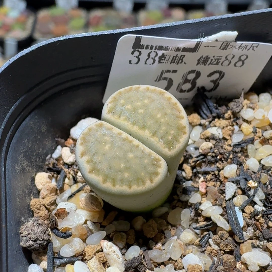 Ssss精品生石花583高特