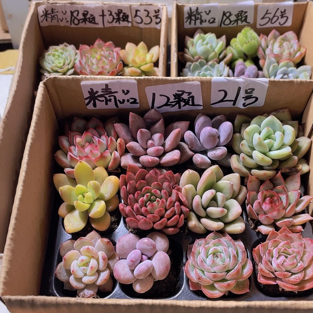 【闪购商品】【量拍】12颗-21