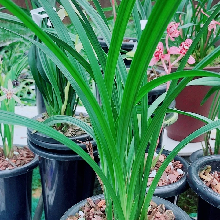 榴***莲无花朵一物一漂亮开户