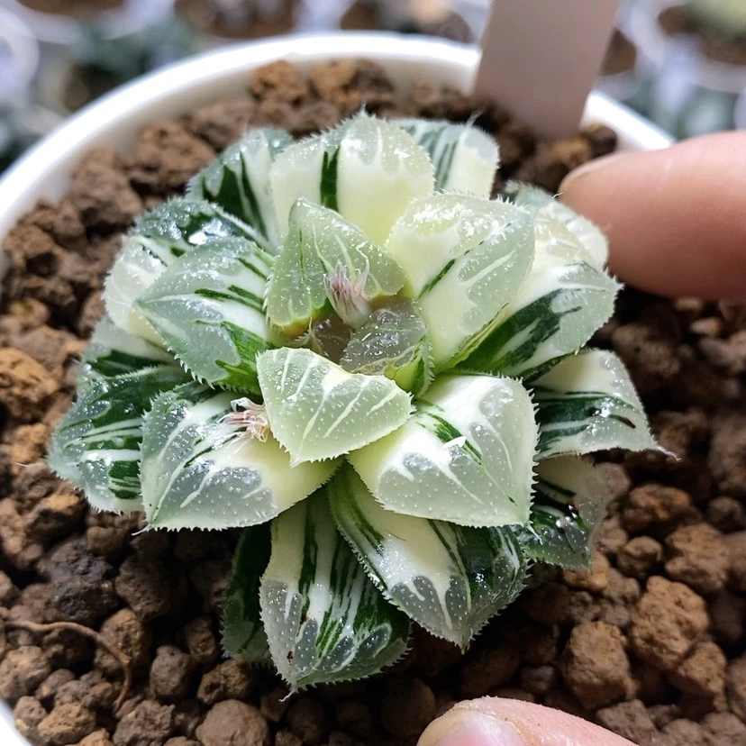 【闪购商品】228爱心芷寿锦