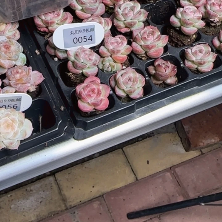 62号        冰玉   拍一发5