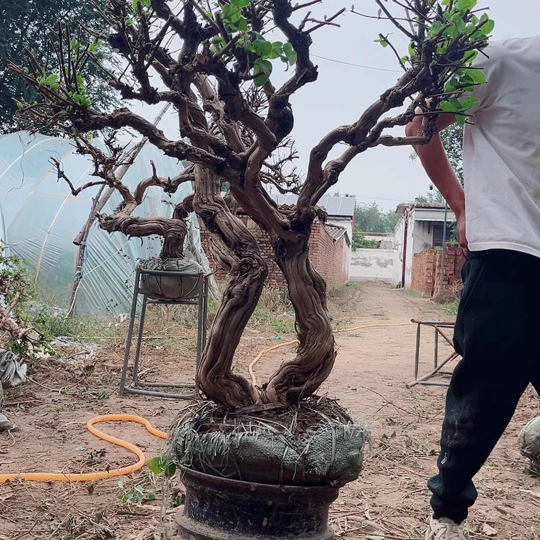 完全开放金银花老桩盆景花