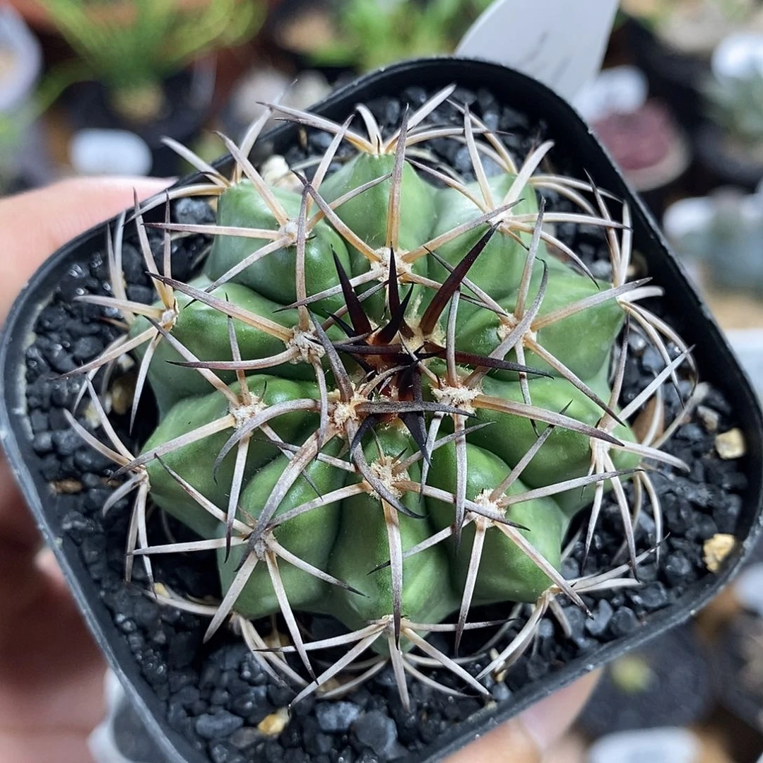 实生圆盘玉217号5.5cm