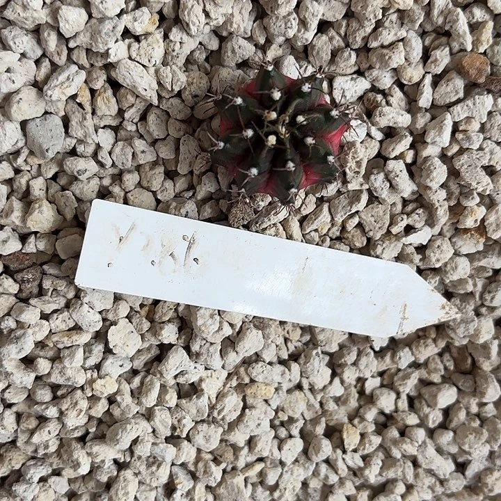 @***晞286-0724泰国发货多肉