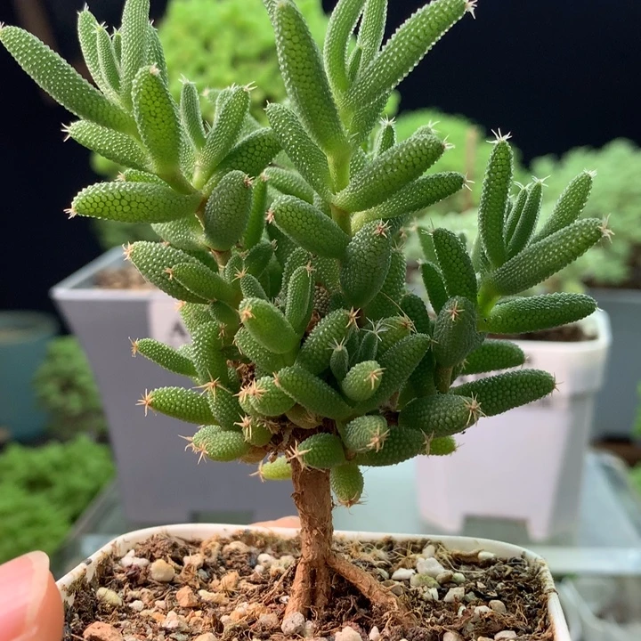 0145。 玉米。