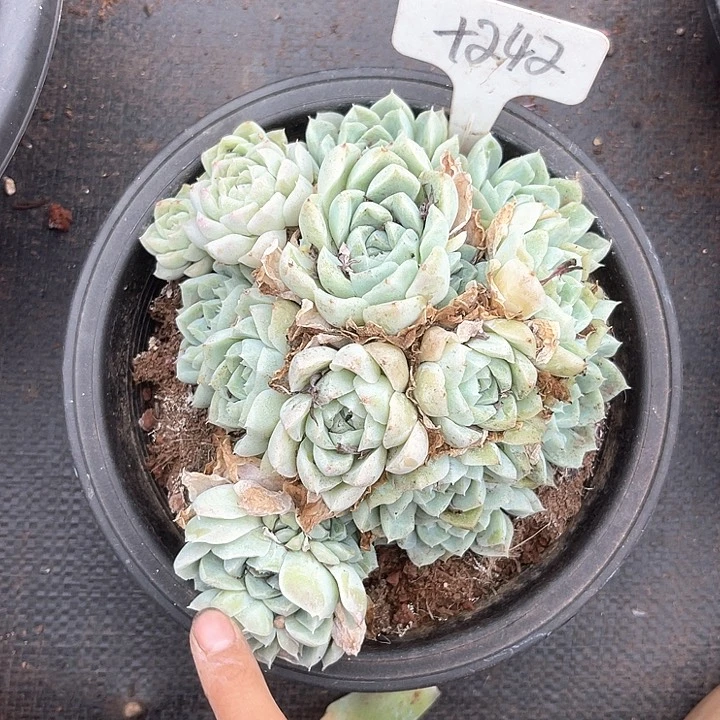 七***狗晨语多肉，一物一拍，散242