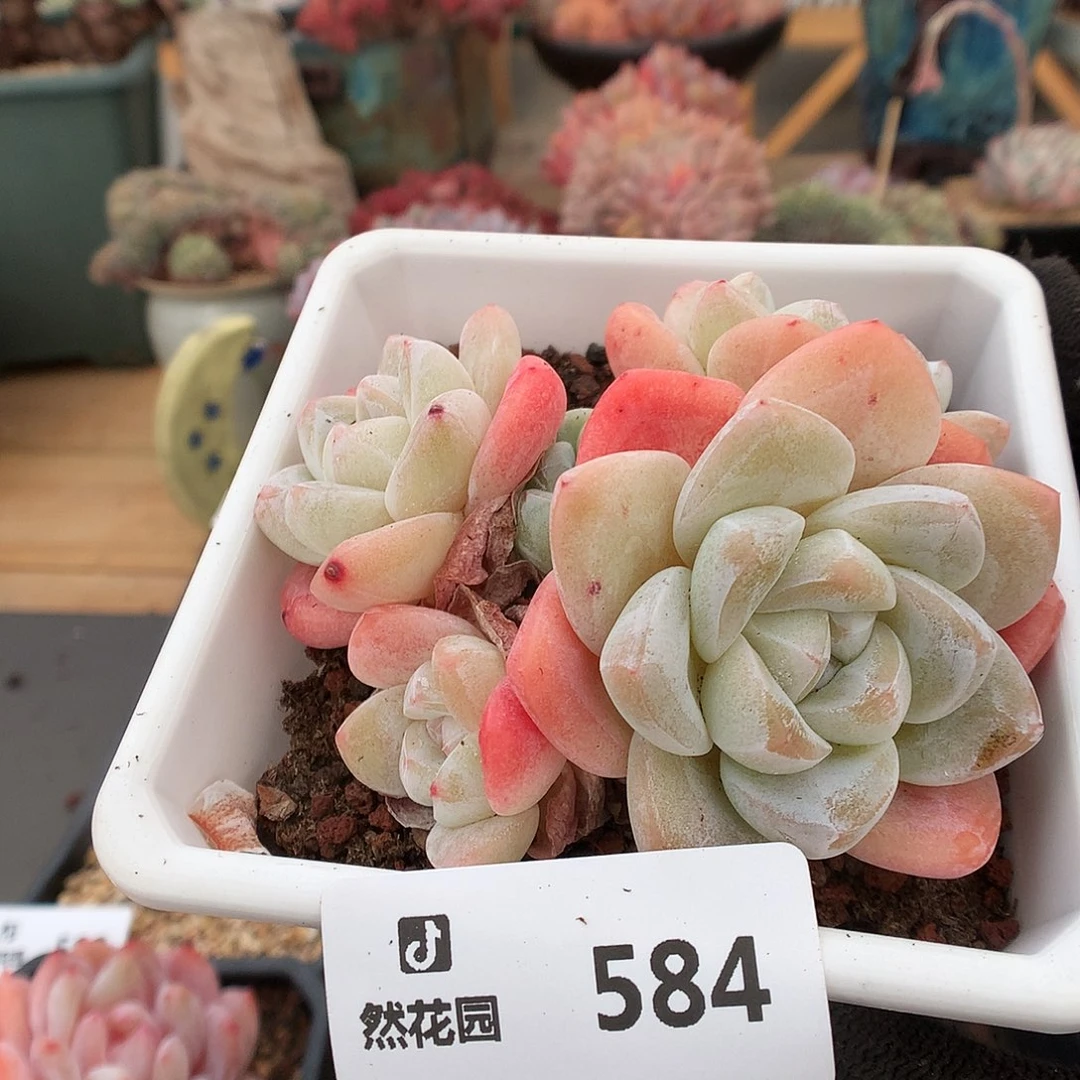 泡**.584冰玉多肉植物3333