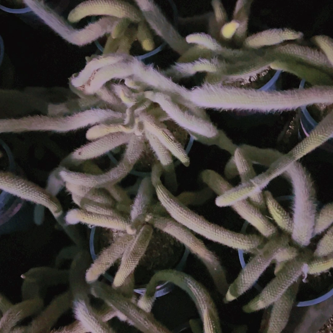 【闪购商品】大群无砍九尾狐26.8微瑕