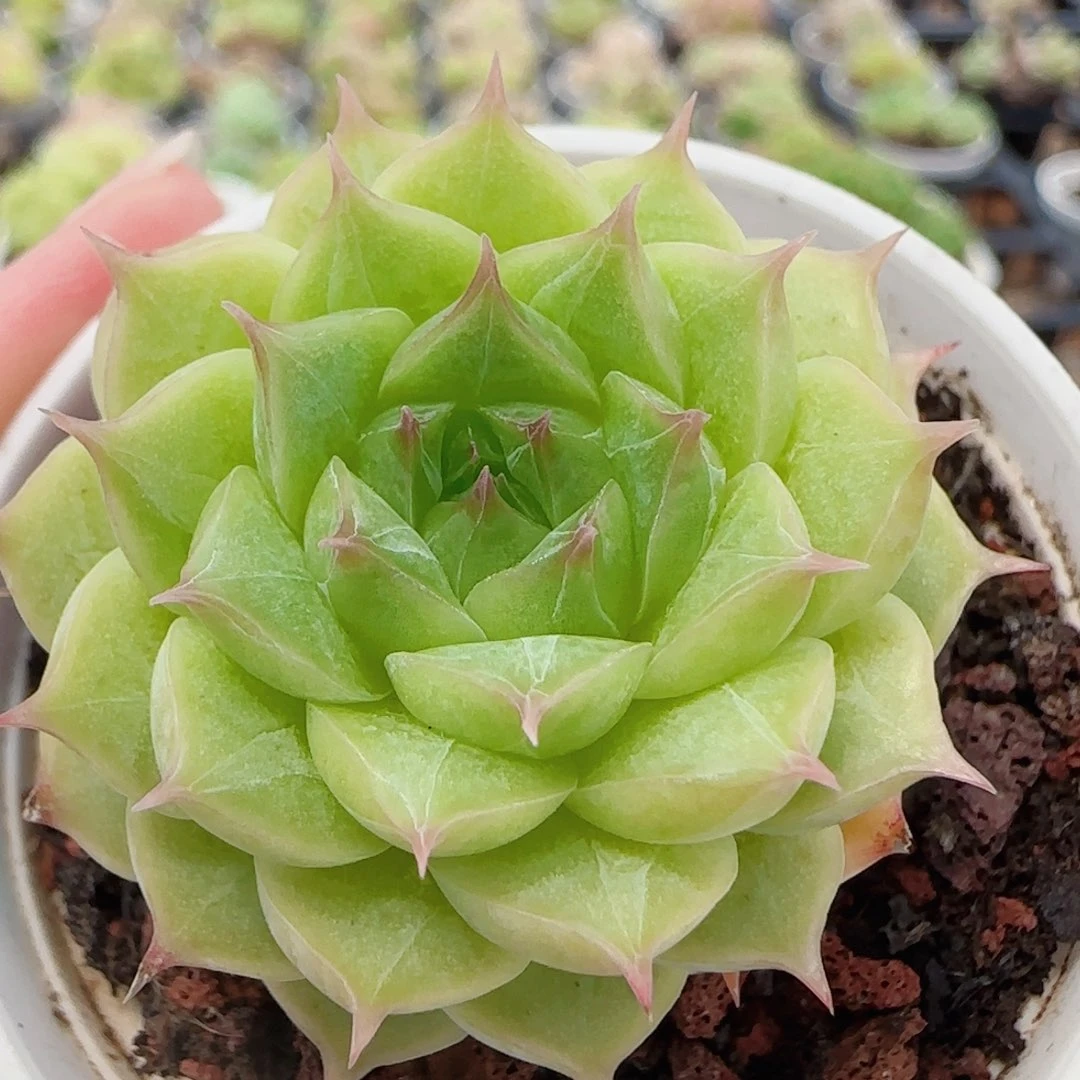 花语逸镜0725-75女王