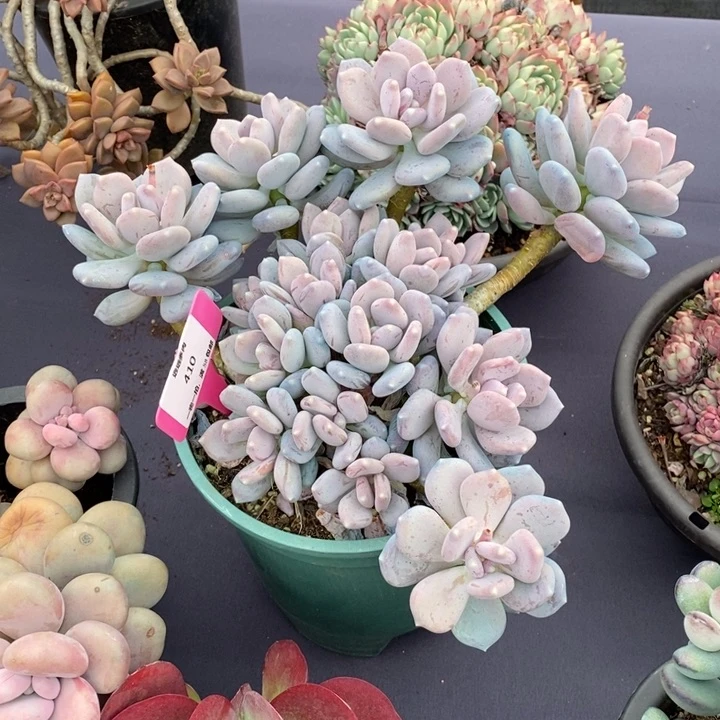 410三日月美人肉肉肉肉肉