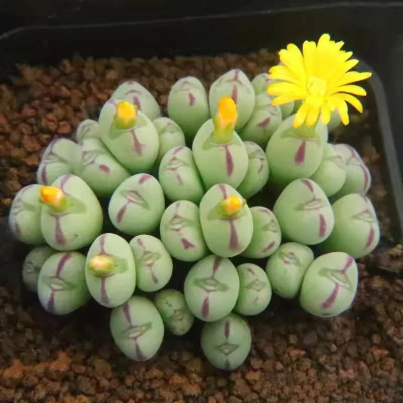 口笛群生多头肉维多肉植物
