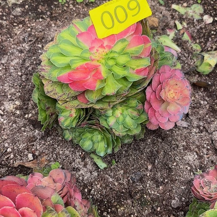 多肉植物知否009一