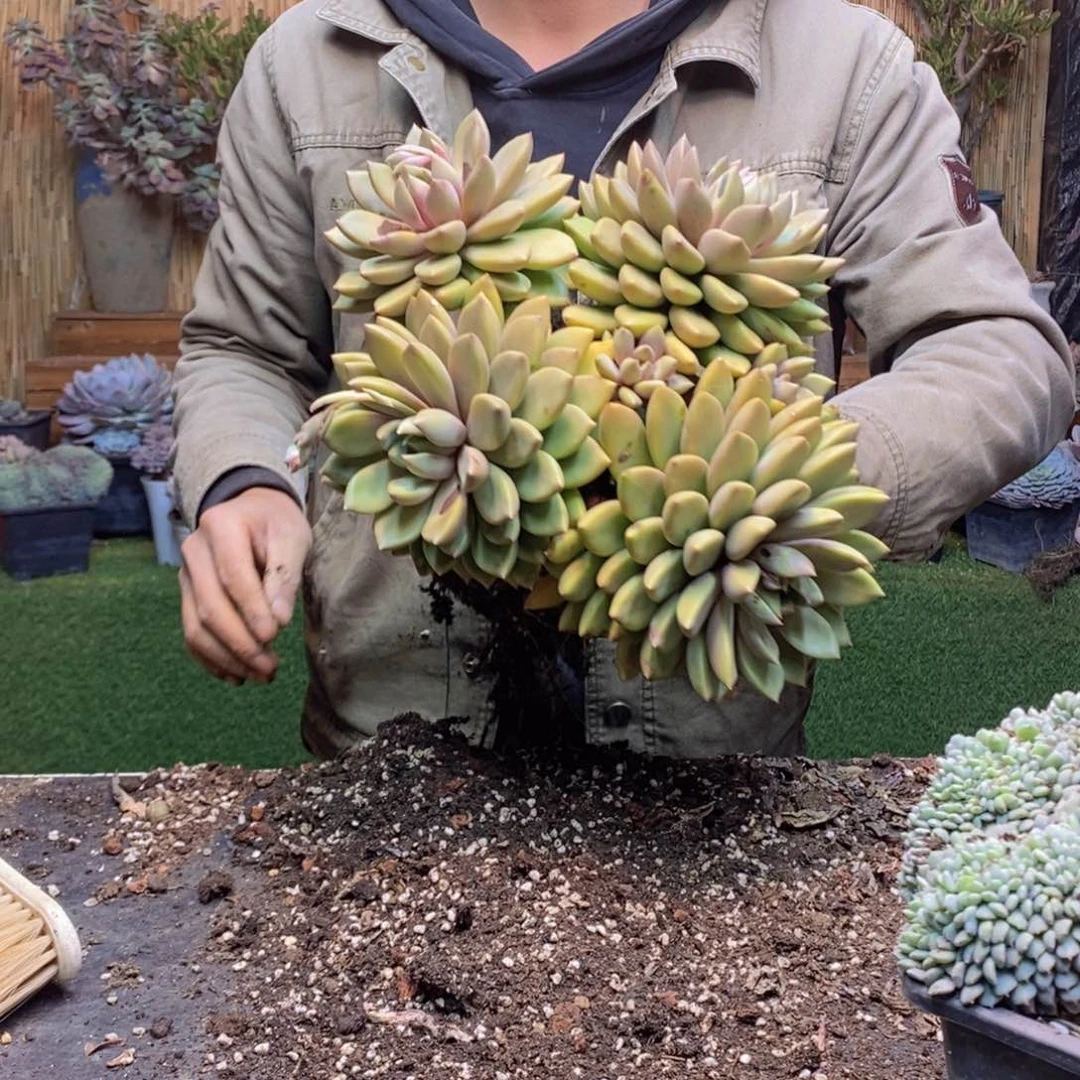 湫*F159号象牙多肉