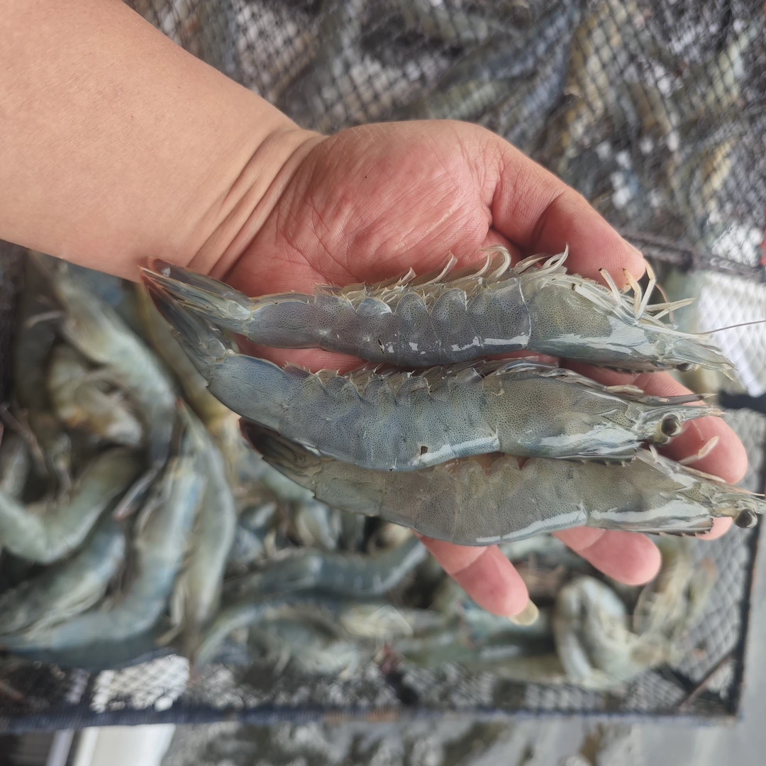 （粉丝专享）基围虾39/斤