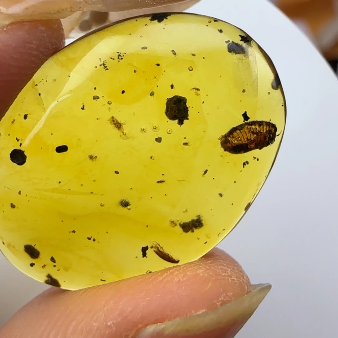 琥珀裸石未镶嵌虫蛹窝