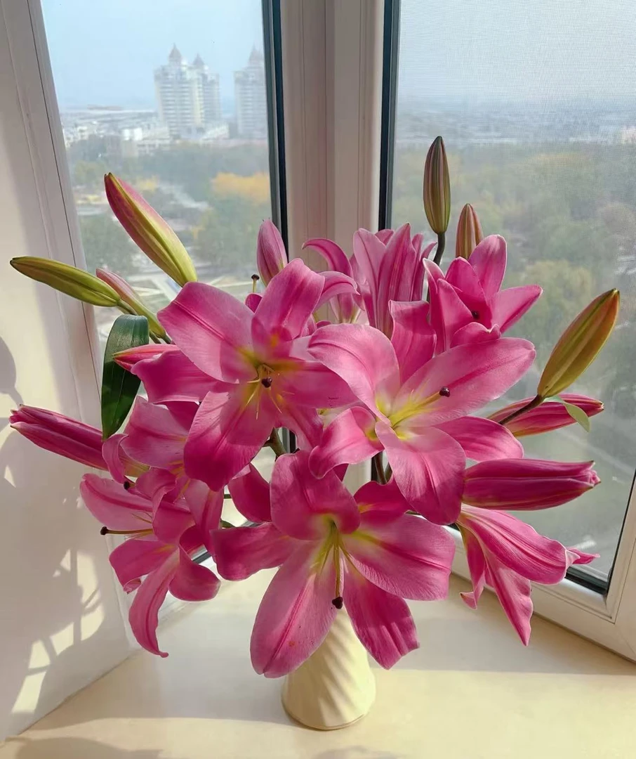 鲜花【罗宾香水百合】同地址两单顺丰或京东包邮送货上门+配草1扎