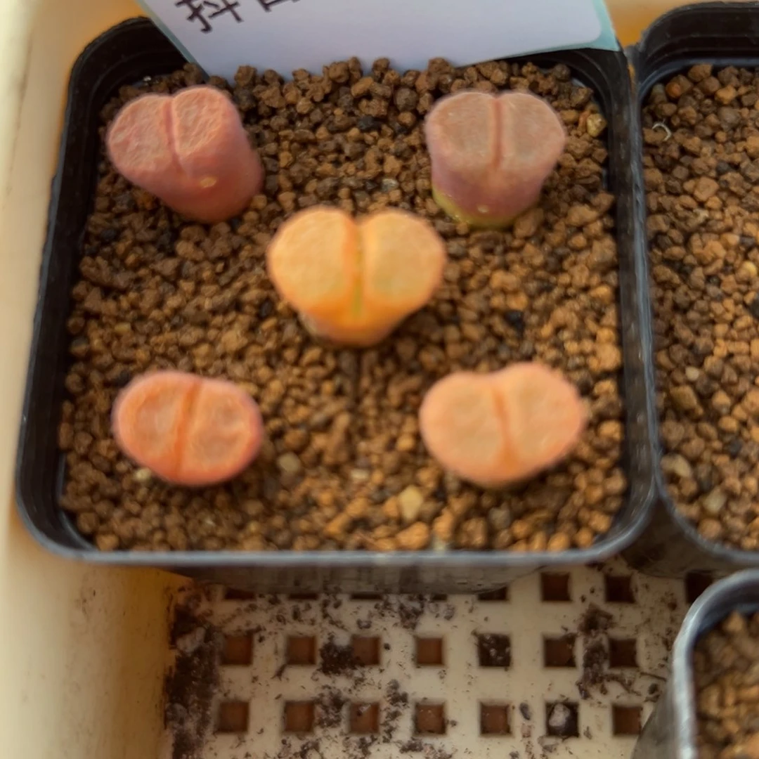 ?**?20-167肉锥多肉植物，