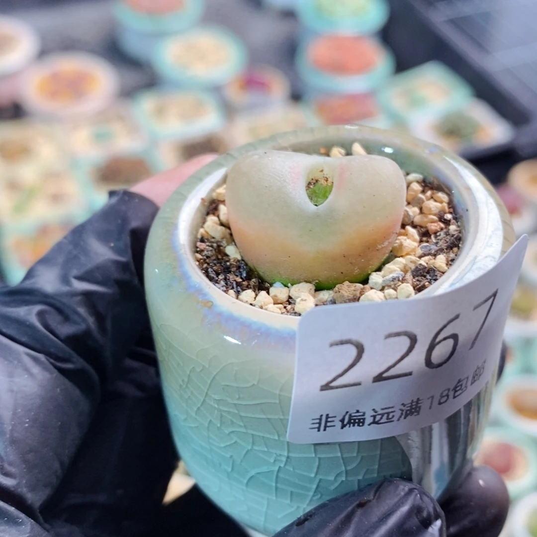 2267-一物一拍。带盆