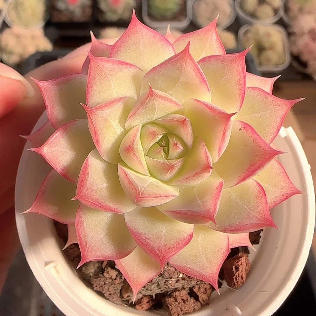 多肉1129-164女王玫瑰