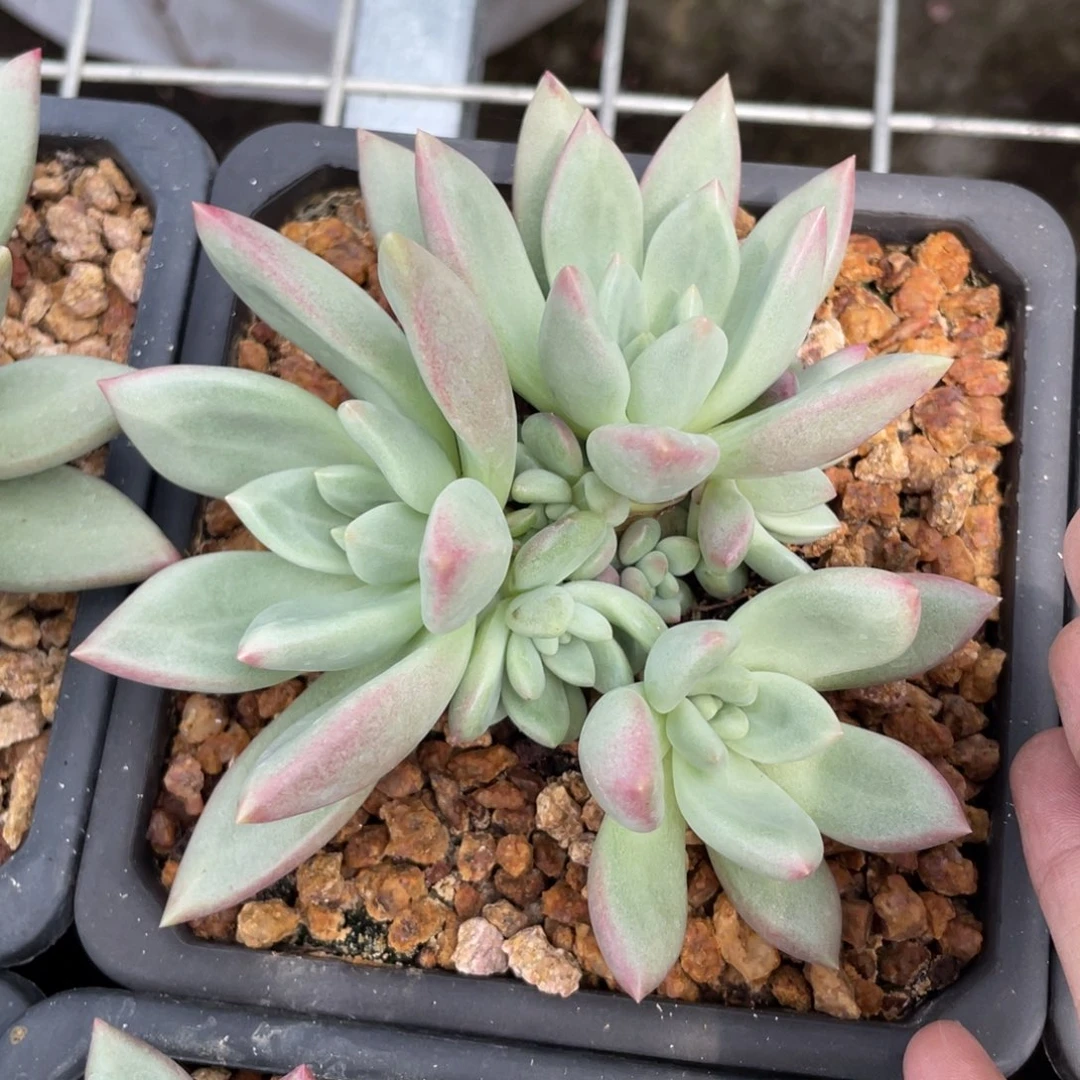 赫本多头多肉植物