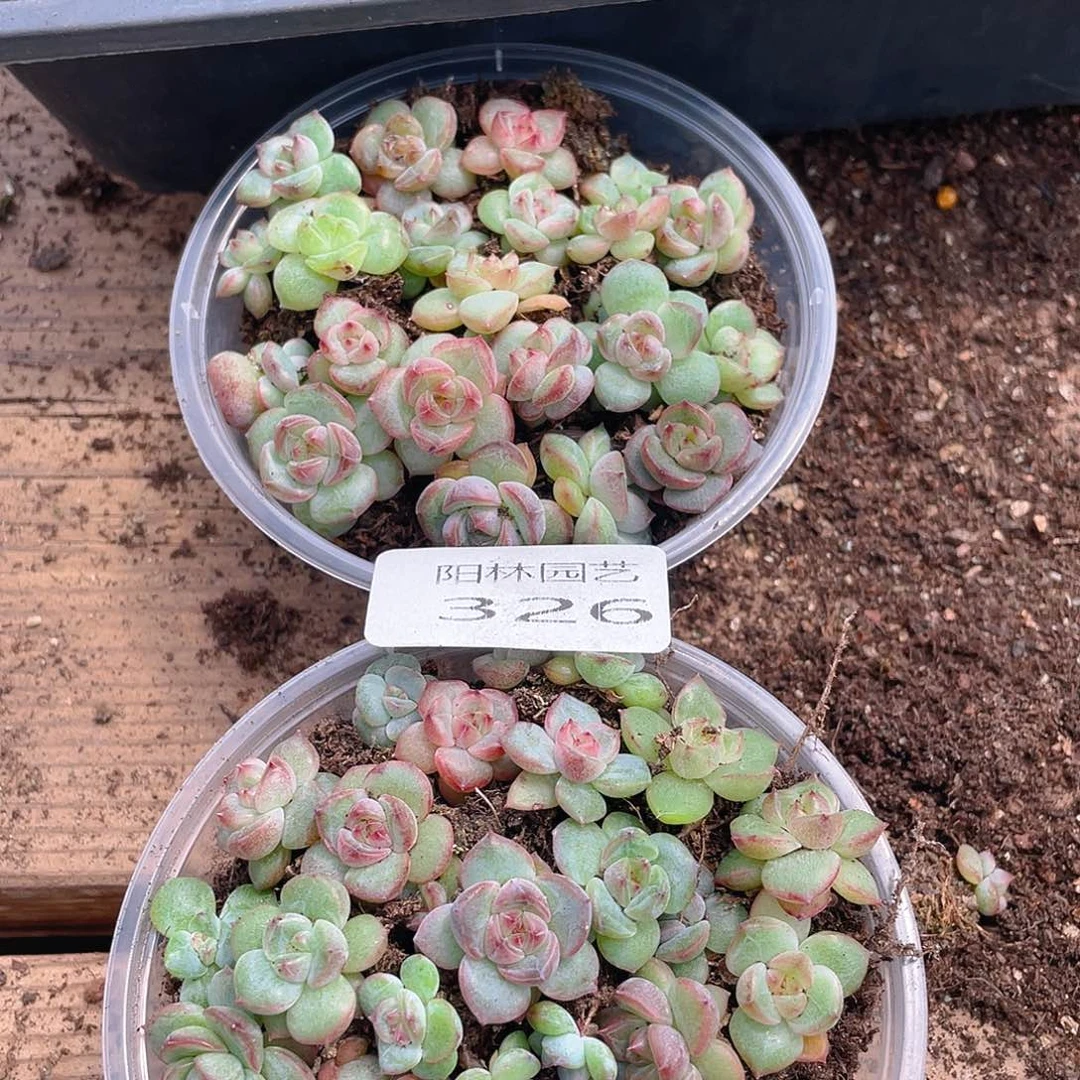 微***笑多肉植物多肉植物326