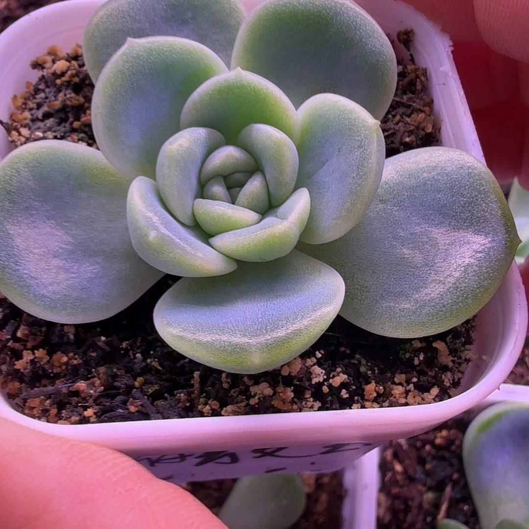 皦玉叶插苗一物一拍